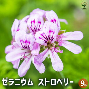 yz[jE Xgx[ n[u̕c 3 Ԃ̕c [jEc [jE̕c ԕc   [