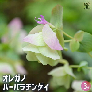 yzIKm o[o`QC y n[u̕c 3 z ԃIKm KN̕ۂǂ̂ŁA؂ԂhCt[ɂg܂