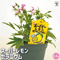 楽天市場】ゼラニウム 黄色の通販