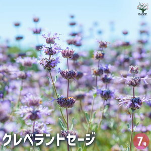 yzNxgZ[W y n[u̕c 7^1 z |v NETrA V\ Ϗܗp n[u̕c c n[uc n[u herb A A A