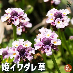 yzOhJo[ PC_\E ԕc 9cm|bg Ԃ̕c J[[t Ή RpNg nMO  [