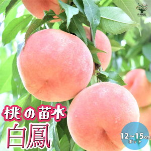 yz̕c P ʎc ږؕc12`15cm|bg 1 c ̕c c ̕c ̕c c ̕c _ A  | n Ԗ A  A V{c[ LO