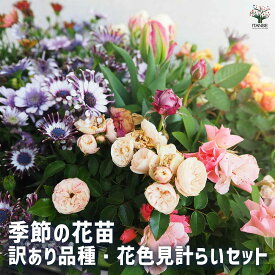 【送料無料】季節の訳あり花苗 花苗 色MIX見計らい 訳あり 花苗 季節 送料無料 即納