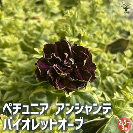 【送料無料】ペチュニア アンシャンテ 花苗 2.5号ポット 花 花苗 花の苗 ペチュニア 衝羽根朝顔 ツクバネアサガオ Petunia hybrida 送料無料 即納