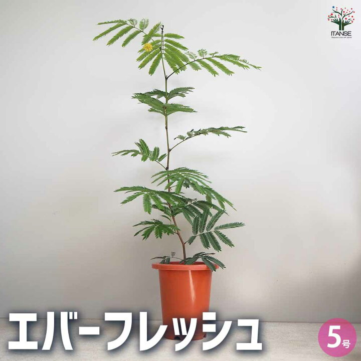 楽天市場】【送料無料】エバーフレッシュ ( アカサヤネムノキ ) 小型 