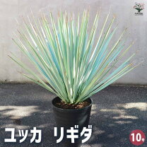 楽天市場】ユッカ リギダ（花・観葉植物｜花・ガーデン・DIY）の通販