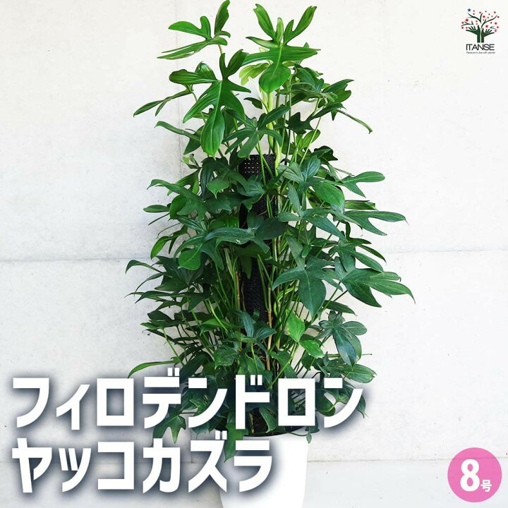 楽天市場】【マラソンP☆5倍】観葉植物 ヤッコカズラ 観葉植物 8号鉢 