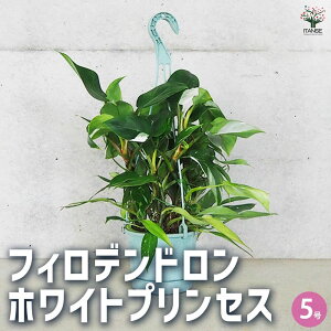 yztBfh zCgvZX ϗtA 5 tBf tBfh SGfB rO ItBX  CeA ^  [