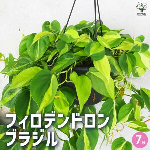 yztBfh uW ϗtA 7 tBf tBfh SGfB rO ItBX  CeA ^  [