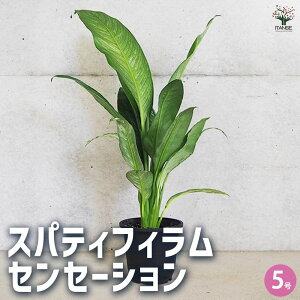 y}\ԁ|Cg5{zXpeBtB ZZ[V ϗtA 5 1  A ϗtA  [