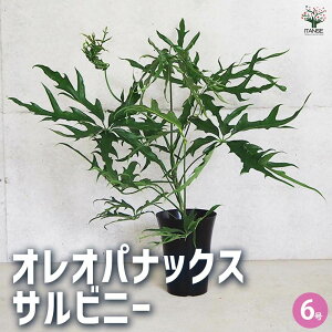 y}\ԁ|Cg5{zIIpibNX Trj[ ϗtA 6 1  A ϗtA  [