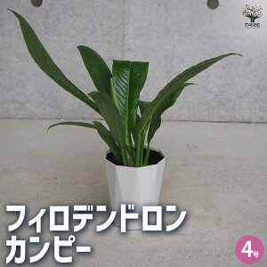 yztBfh Js[ ϗtA 4 1 tBf tBfh SGfB rO ItBX  CeA ^  [