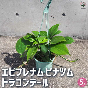 yzGsvi sic hSe[ ϗtA 5݂蔫 1  A ϗtA  [