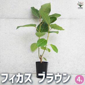 yzϗtA tBJX uE ϗtA 4 1 rO ItBX  CeA ^  S Ă₷ K[fjO j j Vzj zj 