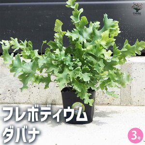 【送料無料】観葉植物 フレボディウム ダバナ 観葉植物 3号ポット リビング オフィス 事務所 インテリア 大型 おしゃれ 初心者 育てやすい ガーデニング 御祝 お祝い 新築祝い 引越し祝い 結