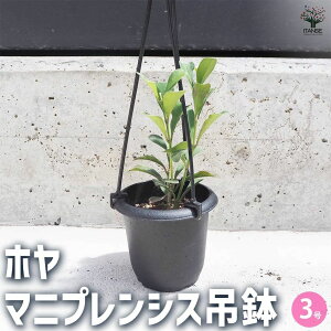 yzz }jvVX ϗtA 3ݔ TN bNXvg bNXt[ K[fjO ӏ ͔|  [