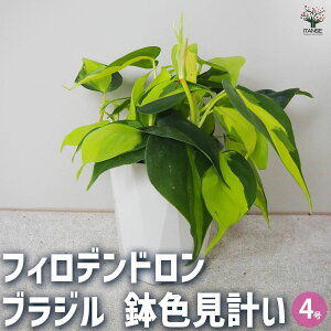 yztBfh uW Fv ϗtA 4 tBf tBfh SGfB rO ItBX  CeA ^  [