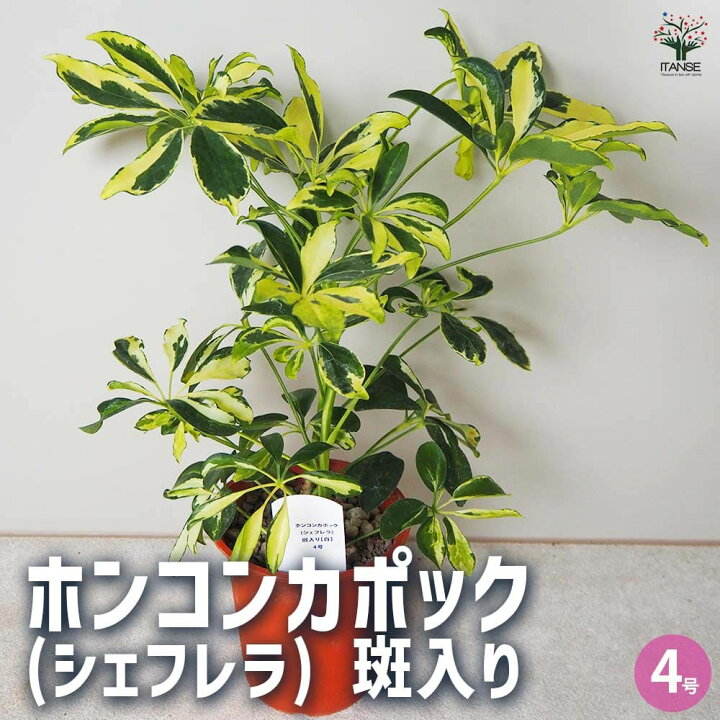 楽天市場】【送料無料】ホンコンカポック(シェフレラ) 斑入り【白 