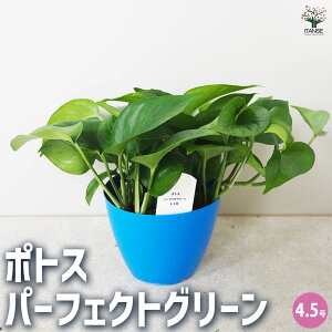 yz|gX p[tFNgO[ ϗtA 4.5 1 ϗt CeA CeAO[ S[f|gX  [