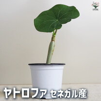 楽天市場】サンゴアブラギリの通販
