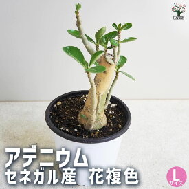 【送料無料】アデニウム セネガル産 花複色 Lサイズ 観葉植物 Lサイズポット 1個売り リビング オフィス 事務所 インテリア 大型 おしゃれ ボタニカルライフ green グリーン 送料無料 即納