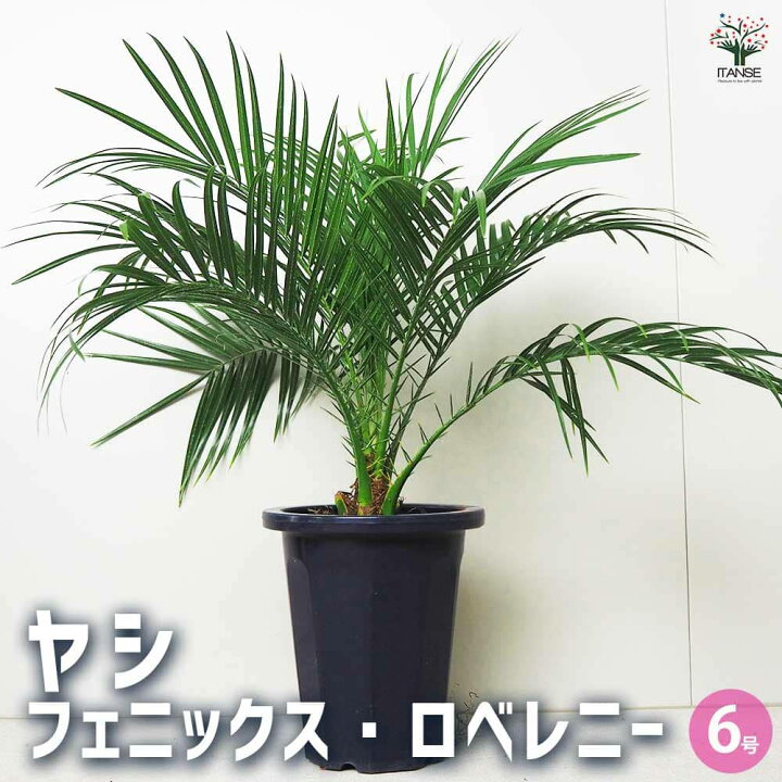 楽天市場】【送料無料】ヤシ フェニックス ロベレニー 観葉植物 6号鉢 