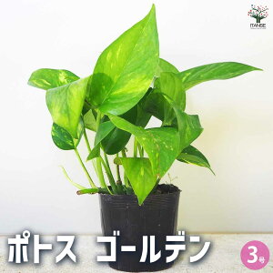 yz|gX S[f ϗtA 3|bg ϗt CeA CeAO[ S[f|gX  [