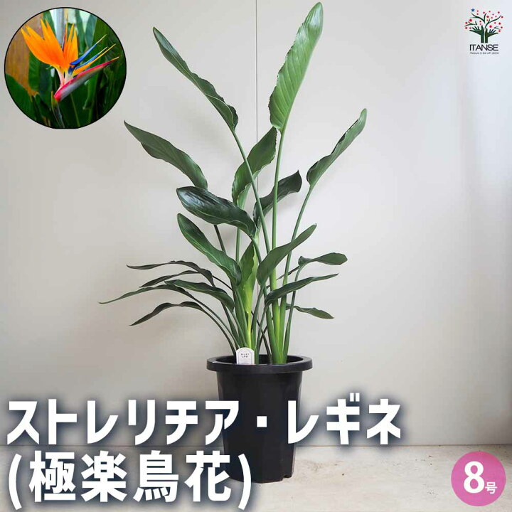 楽天市場】【送料無料】ストレリチア レギネ(極楽鳥花) 【観葉植物 8号 