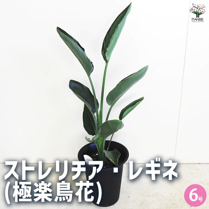楽天市場】【送料無料】ストレリチア レギネ ( 極楽鳥花 ) 観葉植物 6 