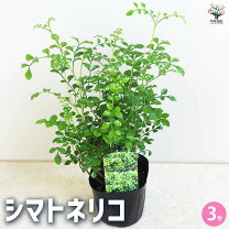 楽天市場】シマトネリコ 3号の通販