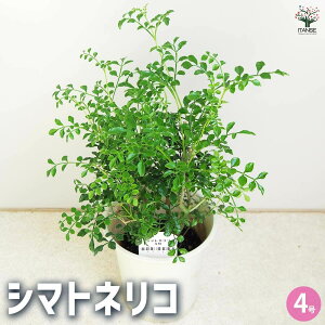 yzV}glR ϗtA 4 ^CVIW Fraxinus griffithii V{c[ NZC glR  [