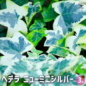 yzwf j[~jVo[ ϗtA 3  [