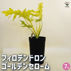 yztBfh S[fZ[ ϗtA 7 1 tBf tBfh SGfB rO ItBX  CeA ^  [