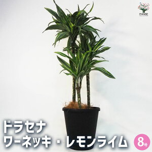 yzhZi [lbL C ϗtA 8 1 E[c LWJNV Zl{N tNT WF RVl [lbL[ }bTQAi rO I