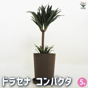 yzhZi RpN^ ϗtA 5 1 ϗtA  E[c LWJNV Zl{N tNT Dracaena reflexa Snow White WF RVl [lbL[ r