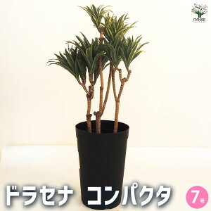 yzhZi RpN^ ϗtA 7 1 ϗtA  E[c LWJNV Zl{N tNT Dracaena reflexa Snow White WF RVl [lbL[ r
