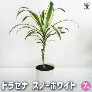 yzhZi Xm[zCg ϗtA 7 1 ϗtA  E[c LWJNV Zl{N tNT Dracaena reflexa Snow White WF RVl [lbL[ 
