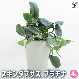 yzXL_vTX v`i ϗtA 4 ϗt K[fjO CeA CeAO[  [