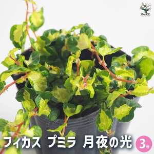 yzϗtA tBJX v~ ̌ ϗtA 3 rO ItBX  CeA ^  S Ă₷ K[fjO j j Vzj zj 