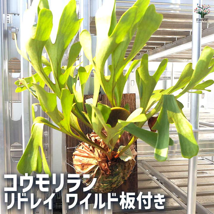 楽天市場】【マラソン☆P5倍】コウモリラン リドレイ ワイルド板付き 