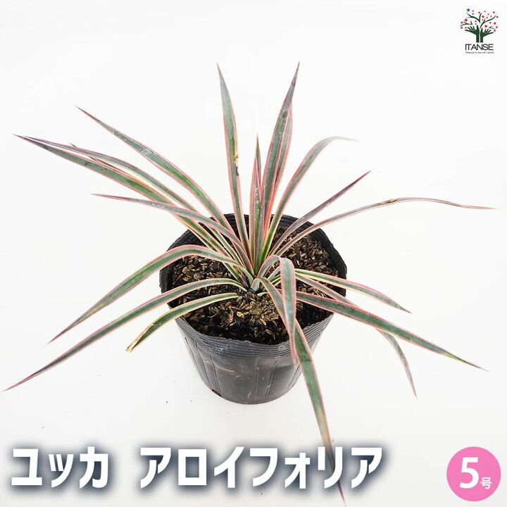 楽天市場】【送料無料】観葉植物 ユッカ アロイフォリア 観葉植物 5号 
