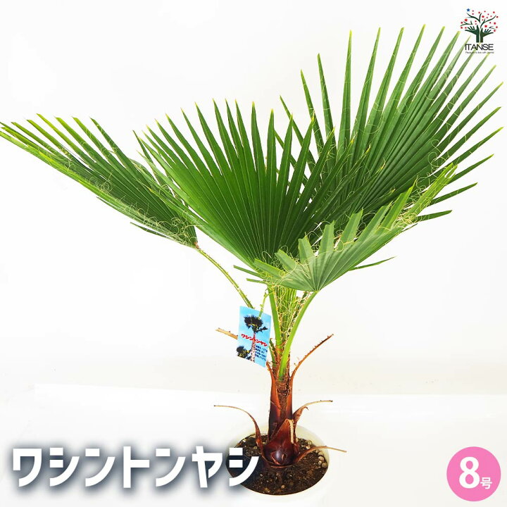 楽天市場】【マラソン☆P5倍】観葉植物 ワシントンヤシ 観葉植物 8号 1 