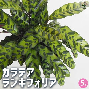 yzJeA LtHA y ϗtA 5^1 z rO ItBX  CeA ^  IV Ă₷ j j