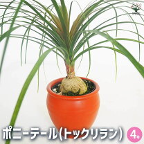 楽天市場】大型（種類（植物）トックリラン）（観葉植物｜花・観葉植物 