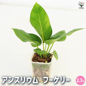 yzϗtA AXE t[P[ y ϗtA 2.5 z rO ItBX  CeA ^  S Ă₷ K[fjO j j Vzj zj