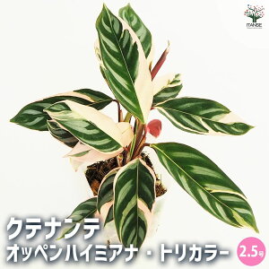 yzϗtA Neie IbynC~Ai gJ[ y ϗtA 2.5 z rO ItBX  CeA ^  S Ă₷ K[fjO j j V