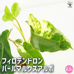 yztBfh o[}NXA{ y ϗtA 2.5^1 z tBf tBfh SGfB rO ItBX  CeA ^