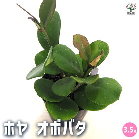 【マラソン期間P5倍】ホヤ (桜ラン) オボバタ(オボバータ) 【 観葉植物 3.5号 】 観葉 ガーデニング インテリア インテリアグリーン