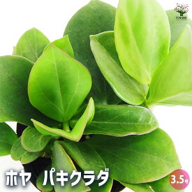 【マラソン期間P5倍】ホヤ (桜ラン) パキクラダ 【 観葉植物 3.5号 】 観葉 ガーデニング インテリア インテリアグリーン
