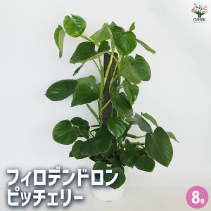 yztBfh sb`F[ y ϗtA 8^1 z tBf tBfh SGfB rO ItBX  CeA ^